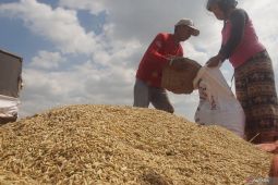 DTPHP Cianjur mencatat serapan GKG mencapai 577 ribu ton