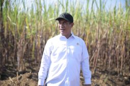 Mentan tegaskan siap percepat peremajaan tebu untuk swasembada gula