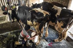 Penguatan sektor peternakan sapi perah