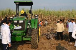 PT SGN optimis bongkar ratoon percepat capai target swasembada gula