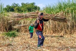 Percepatan program peremajaan tebu nasional