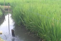 BMKG: Belasan kecamatan di Minahasa Selatan siaga kekeringan meteorologis