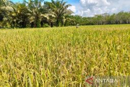 Petani di Tanah Bumbu produksi padi 58.749 ton per tahun