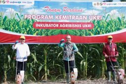 Pemkab Jember-UKRI inisiasi inkubator agribisnis hilirisasi jagung