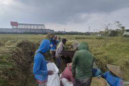 Kabupaten Bandung Barat siapkan berbagai upaya lindungi produksi padi di tengah kemarau