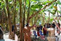 Teluk Wondama panen pisang seluas 10 hektare di Maimari