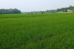 Atasi dampak kekeringan, Pemkab Pandeglang terjunkan POPT dan PPL