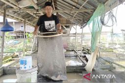 DKP Kaltim salurkan bantuan benih dan pakan kepada 63 Pokdakan
