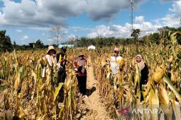 Tanah Bumbu genjot produksi jagung 7.732 ton per tahun