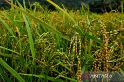 Kementan tingkatkan masa tanam padi dongkrak produksi