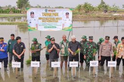 Bupati HSU tanam padi bersama di Desa Manarap Hulu