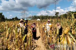 Kalsel kemarin dari digitalisasi UMKM hingga produksi jagung