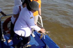 DKP-Kalbar lepas penyu sisik kembali ke laut