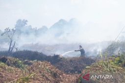 Pusat rehabilitasi orang utan terancam dampak karhutla di Ketapang