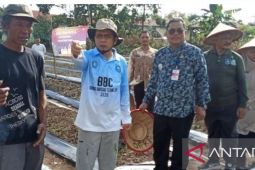 Pemkab Bangka Tengah tanam bawang merah kendalikan inflasi pangan