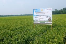 Gapoktan Sukabungah Lebak kembangkan benih padi Inpari 30