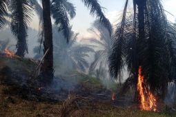 Polres Garut selidiki pemicu kebakaran lahan sawit di Cikelet