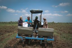 Petani tebu apresiasi program bongkar ratoon Kementan untuk swasembada