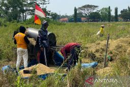 Bulog Cirebon serap 257.832 ton gabah dari petani hingga Juli ini