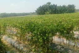 Petani Lebak kembangkan sayuran guna hadapi kemarau