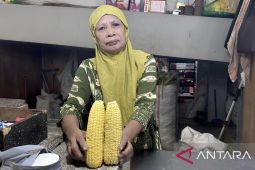 Kemarau picu harga jagung di Gorontalo naik