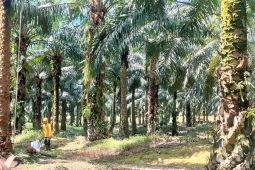 RI perlu tranformasi dari produsen ke pusat hiliriasi sawit