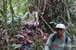 Lokasi sebaran rafflesia ke 19 di Agam ditemukan
