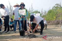 Gubernur Babel gaungkan pelestarian pesisir lewat penanaman 3.300 mangrove di Pantai Menaung