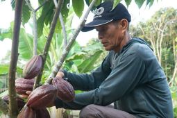Pemkab Berau tawarkan investor bangun pabrik cokelat orientasi ekspor