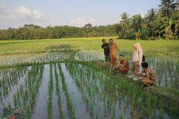 Atasi dampak kekeringan, Distan Lebak terjunkan POPT dan PPL