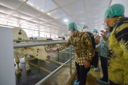 Nestle implementasikan "closed-barn" dan arahkan 90 sapi untuk koperasi di Jatim