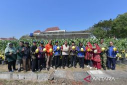 Bangkalan kembangkan melon irigasi tetes untuk ketahanan pangan