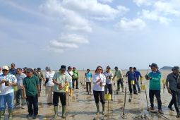 DLH Belitung tanam 1.000 batang mangrove di Pantai Batu