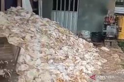 Pemadaman listrik akibatkan 5.000 ekor ayam mati di Aluan Sumur HST