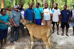 Tambrauw salurkan bantuan 36 ternak sapi untuk peternak di Amberbaken