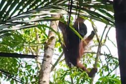 Polsek Banua Lawas bersama BKSDA pantau orangutan masuk ke lahan warga