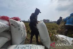 Pemkab Sumedang siapkan cadangan pangan bagi petani terdampak kekeringan