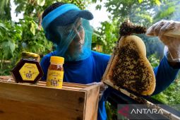 Budidaya lebah Pangahu jaga populasi dan buka peluang ekonomi