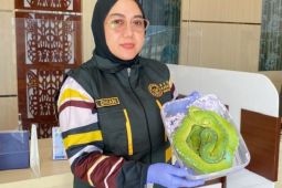 Karantina Papua Tengah gagalkan penyelundupan ular sanca hijau ke Bandung