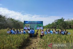 Kementan prioritaskan Barito Kuala untuk pengembangan PM-AAS
