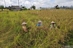 Bapanas: Akselerasi penyusunan proyeksi neraca pangan penting untuk stabilisasi pasokan