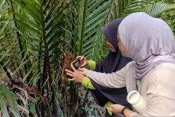 Yayasan Hutan Biru perkuat konservasi mangrove Medan Mas Kubu Raya