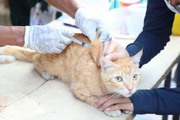 DKP Kota Tangerang gelar vaksinasi rabies gratis