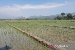 Petani di Cirebon mulai terapkan PMAAS demi tingkatkan produktivitas