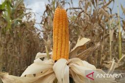 Kabupaten Sumedang arahkan petani ke palawija hadapi ancaman El Nino