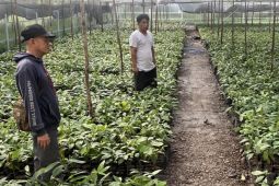 BBRMP Maluku monitoring pembibitan pala di Seram Bagian Timur