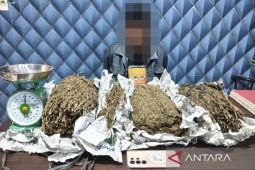 Polda Metro Jaya gagalkan distribusi 3,4 kilogram ganja di Tangerang