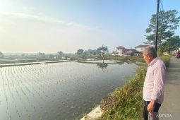 Petani Garut tetap tanam padi manfaatkan irigasi di tengah kemarau