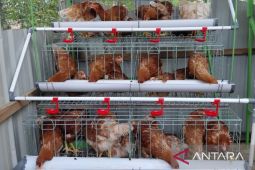 DPKH Kaltim dorong pemenuhan protein hewani lewat peternakan mandiri