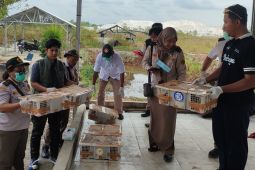 Karantina Babel gagalkan penyeludupan 372 ekor burung endemik Pulau Belitung